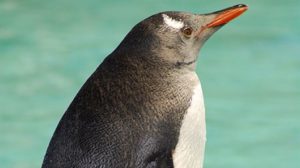 Take Your Little Explorers to the Penguin Expedition