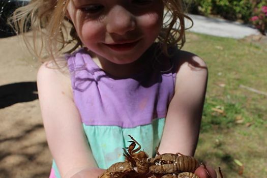 Cicadas Are Here!