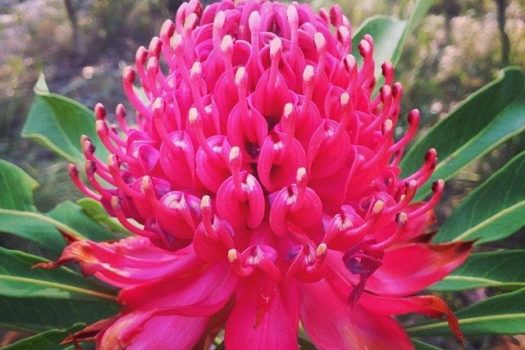 Pretty Waratah