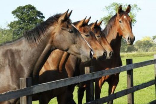 National Holiday for Melbourne Cup Day