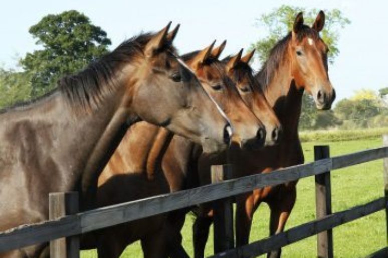 National Holiday for Melbourne Cup Day