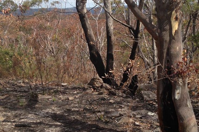 Observed Bush Fire Damage