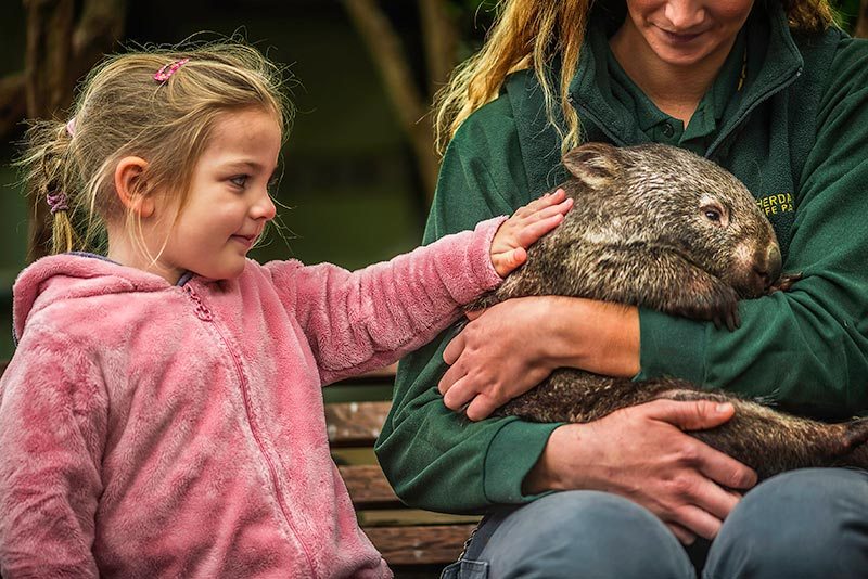 Bumble the baby wombat at Featherdale Wildlife Park. Client: Blue Mountains Attractions Group. Image by David Hill.