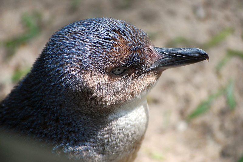 Fairy Penguin at Granite Island