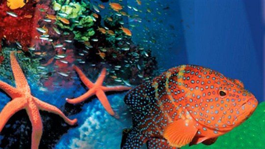 Showing the beauty of the Northern Territory marine environment. Image from Travel NT's website. 