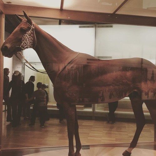Phar Lap at The Melbourne Museum. I did not realise that he was so tall! 