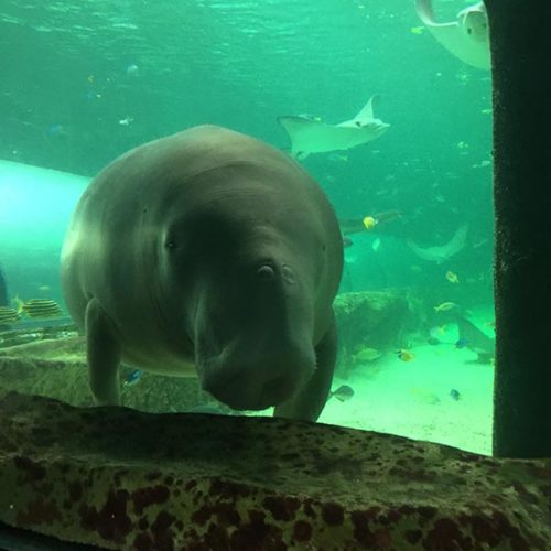 The dugong came up for a close up