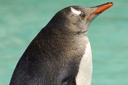 Take Your Little Explorers to the Penguin Expedition