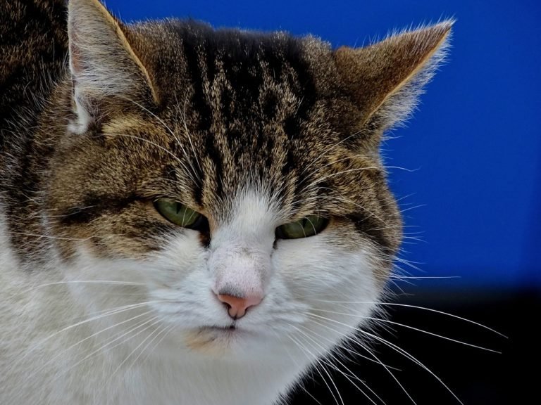 I know a cat photo is strange to put in this post. I did look for a photo of an annoyed mum or parent. Or even kids being silly. I thought that this annoyed cat summed up my feelings and might even represent some of my facial expressions over the holidays.
