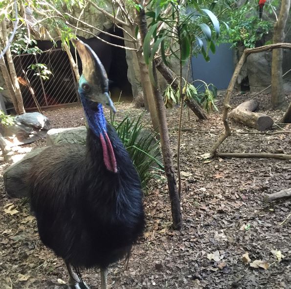 We found the cassowary that was on the Animal Planet Ranger cards.