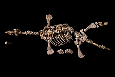 Eric the opalised pliosaur from the 200 Treasures of the Australian Museum.