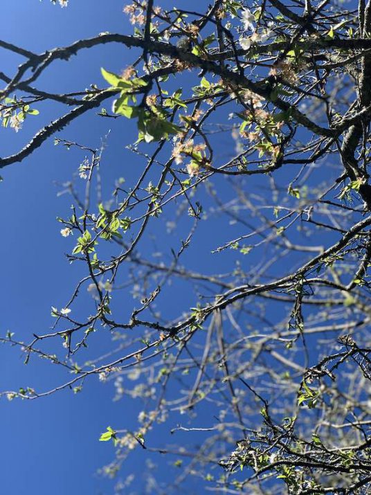 Nearly Spring and look at the stunning blue sky